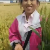 你好，现在所有的小麦品种都没定价格，大约在7月下旬价格出