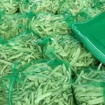 大油豆