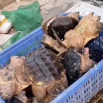 商品鳄鱼龟，基地直供，五斤到二十斤的，支持全国发货