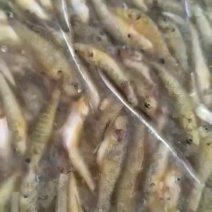 小黄鱼