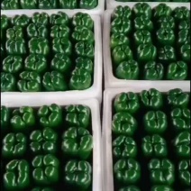 精品圆椒