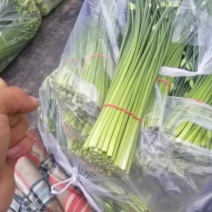 河北省昌黎县精品汉中韭苔开始上市了欢迎来电