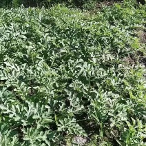 8424麒麟西瓜及密本南瓜产地直发自产自销