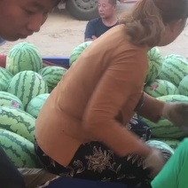 高湾十万亩旱地硒砂瓜大量上市了