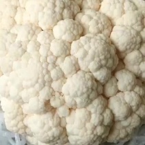 大量供应走市场加工厂实花。全国发货要的私聊