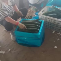 精品黄瓜