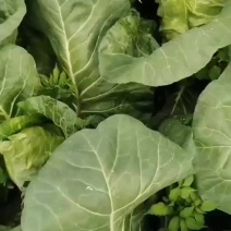 牛心甘蓝牛心菜尖包菜