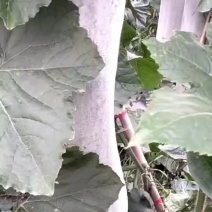 白皮吊冬瓜