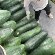 基地出货瓜形好硬度高欢迎采购预售开始啦