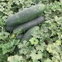 基地直采代发全国