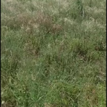 荒地