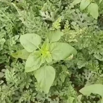 西瓜