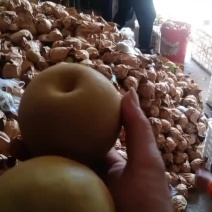 黄花梨