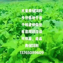 大叶蛋白菊，种一年可连续收割15年的畜牧青贮饲料
