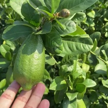 海南香水柠檬一级果子弹头独立包装代发批发水果