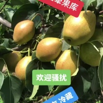 红香酥山西省运城市龙居美玉一抹红晕果库
