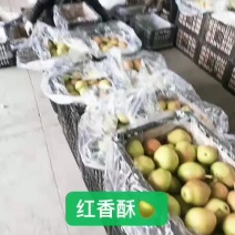 红香酥梨山西运城盐湖区龙居美玉一抹红晕果库