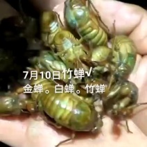 金蝉。白蝉。竹蝉