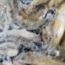 5／7小黄鱼