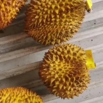 金枕头榴莲