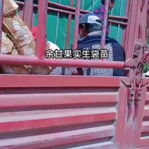 余甘果苗