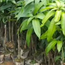 芒果树苗