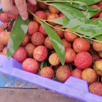 特价荔枝