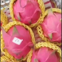 广西南宁红心火龙果