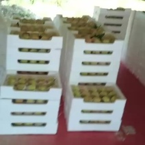 凤桥水蜜桃🍑