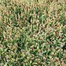 夏枯球