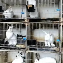 肉兔种兔