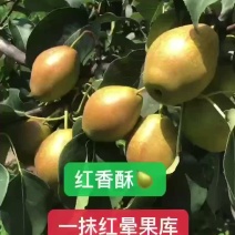 山西运城龙居美玉一抹红晕果库红香酥