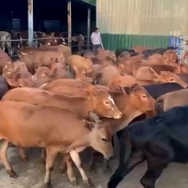 改良黄牛犊，大型肉牛养殖基地，十头免费运输到家，货到付款