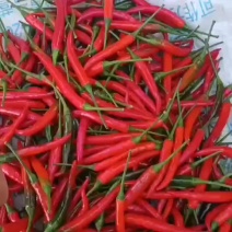好货小米椒
