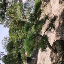 造型松