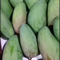 大青芒广西百色田阳区大青芒对接各大电商批发商