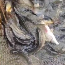 鲤鱼，一手货源，量大从优，诚信经营，全国发货，欢迎选购