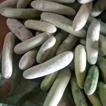 大量供应冬瓜板栗南瓜欢迎订货
