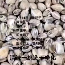 白蚬子，花蚬子，黄蚬子，即食蚬子