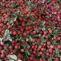麻垌荔枝禾荔大量上市价格美丽