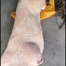 肥猪白条