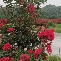 红火箭紫微