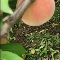 水蜜桃