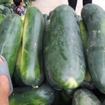 黑皮冬瓜，中条，耐运输，底面光，价格便宜，量大，产地直销