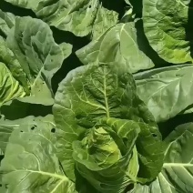 牛心甘蓝基地一手货源