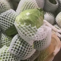 牛心甘蓝（铁疙瘩）