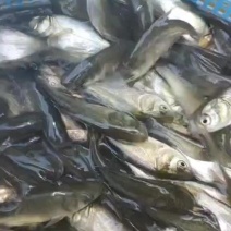 优质无病害鳙鱼苗，诚信经营，包成活率，欢迎各位老板电联
