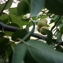 野生青梅，別稱酸梅