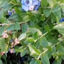 美登加工果
