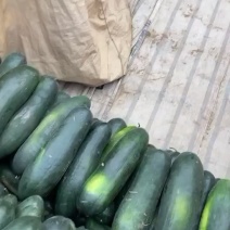 黑皮地冬瓜质量上来了中条亮度高底板光滑